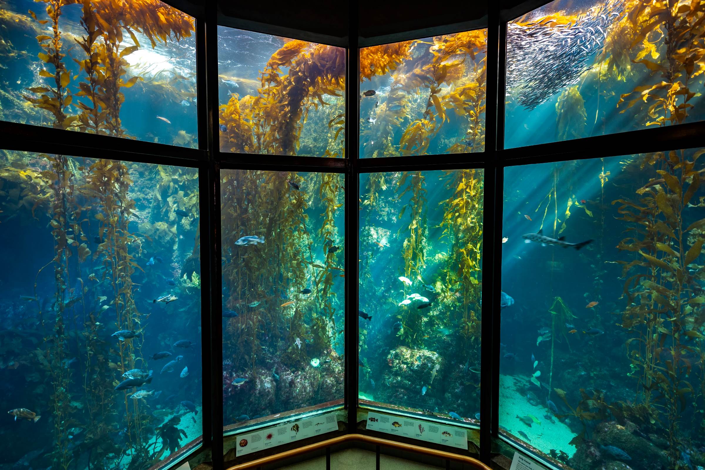 Kelp Forest - Tr19 0941 Kelp Forest Exhibit The Kelp Forest Exhibit Is One Of The Monterey Bay Aquariums Signature Exhibits. Monterey Bay Aquarium