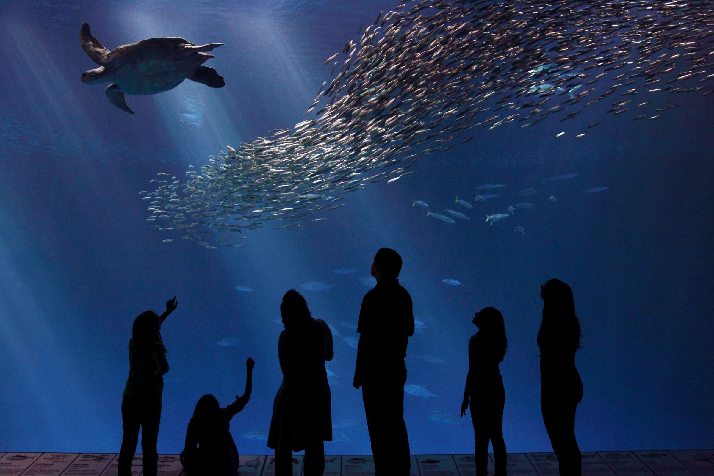 Open Sea exhibit Image gallery Monterey Bay Aquarium