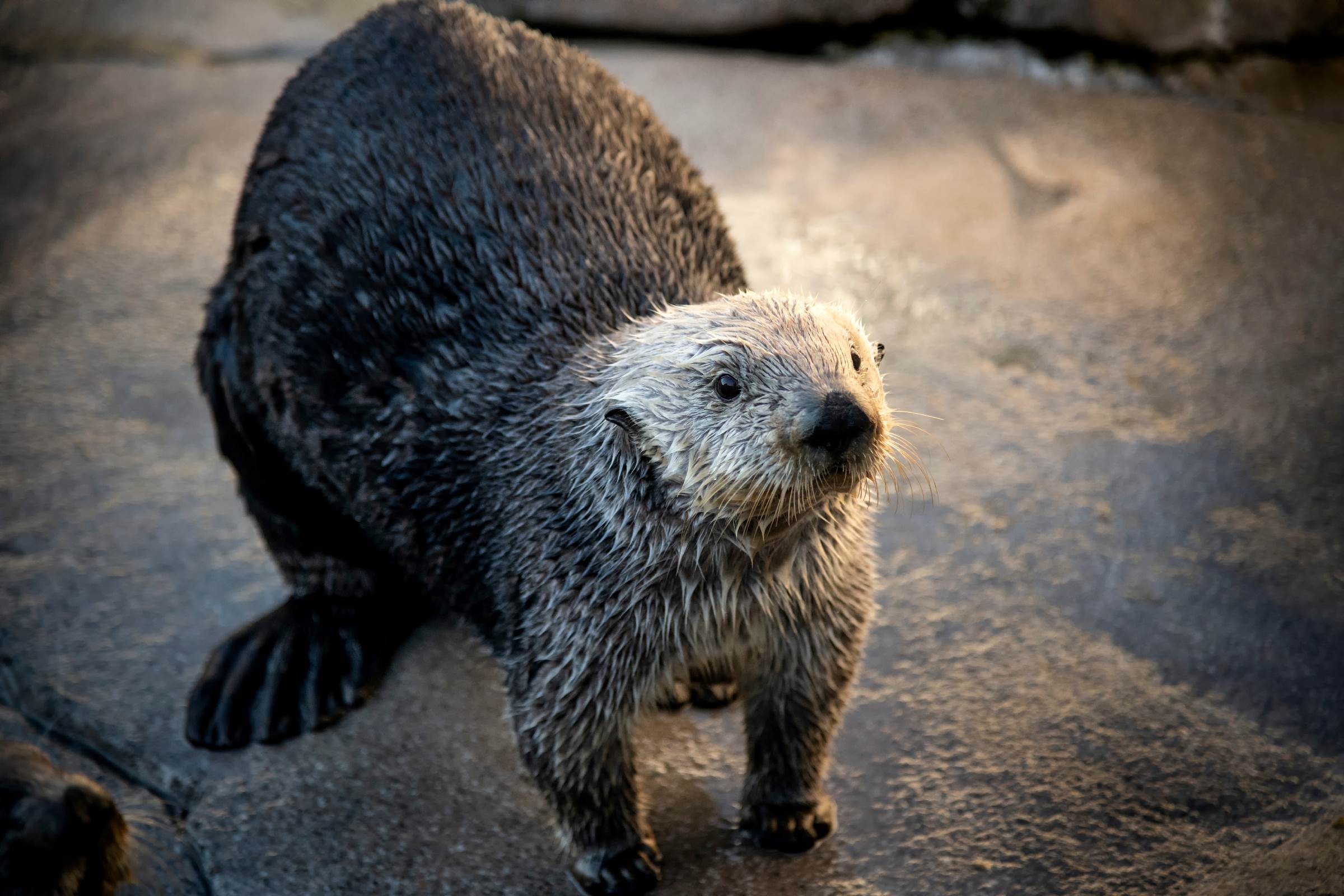 Sea Otter exhibit | Image gallery | Monterey Bay Aquarium