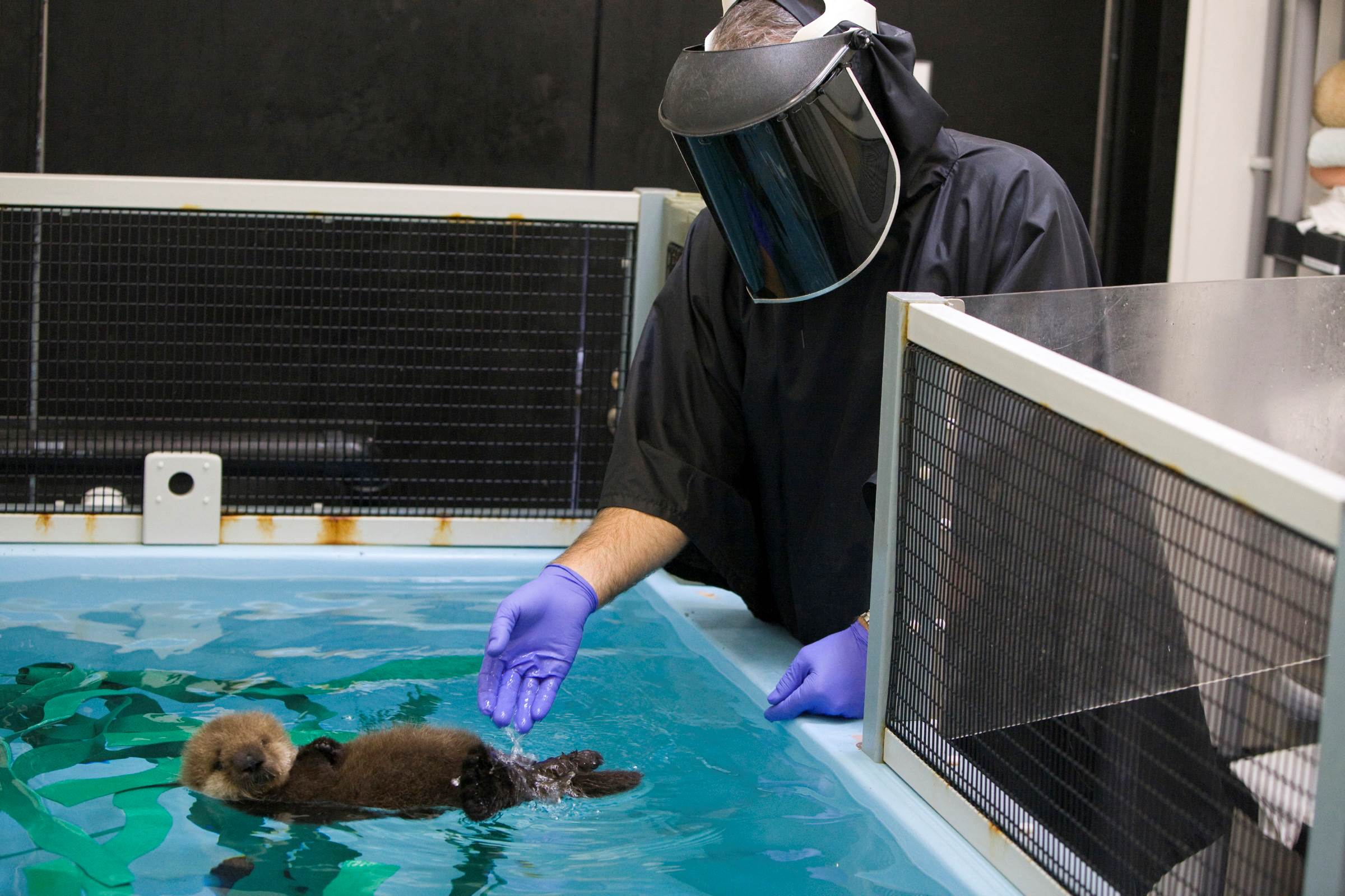 Sea Otter Program | Image gallery | Monterey Bay Aquarium