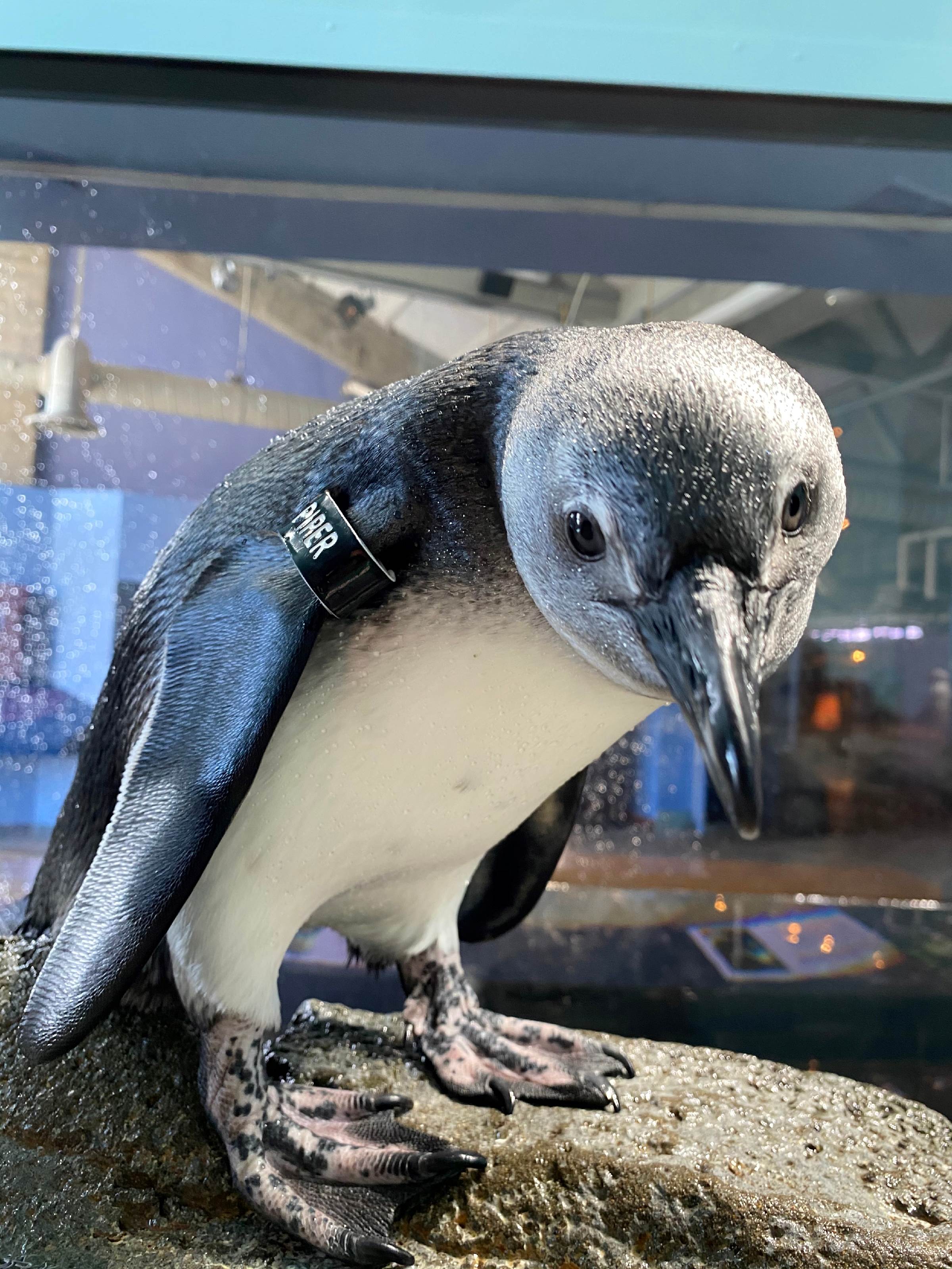 Splash Zone & Penguins exhibit Image gallery Monterey Bay Aquarium