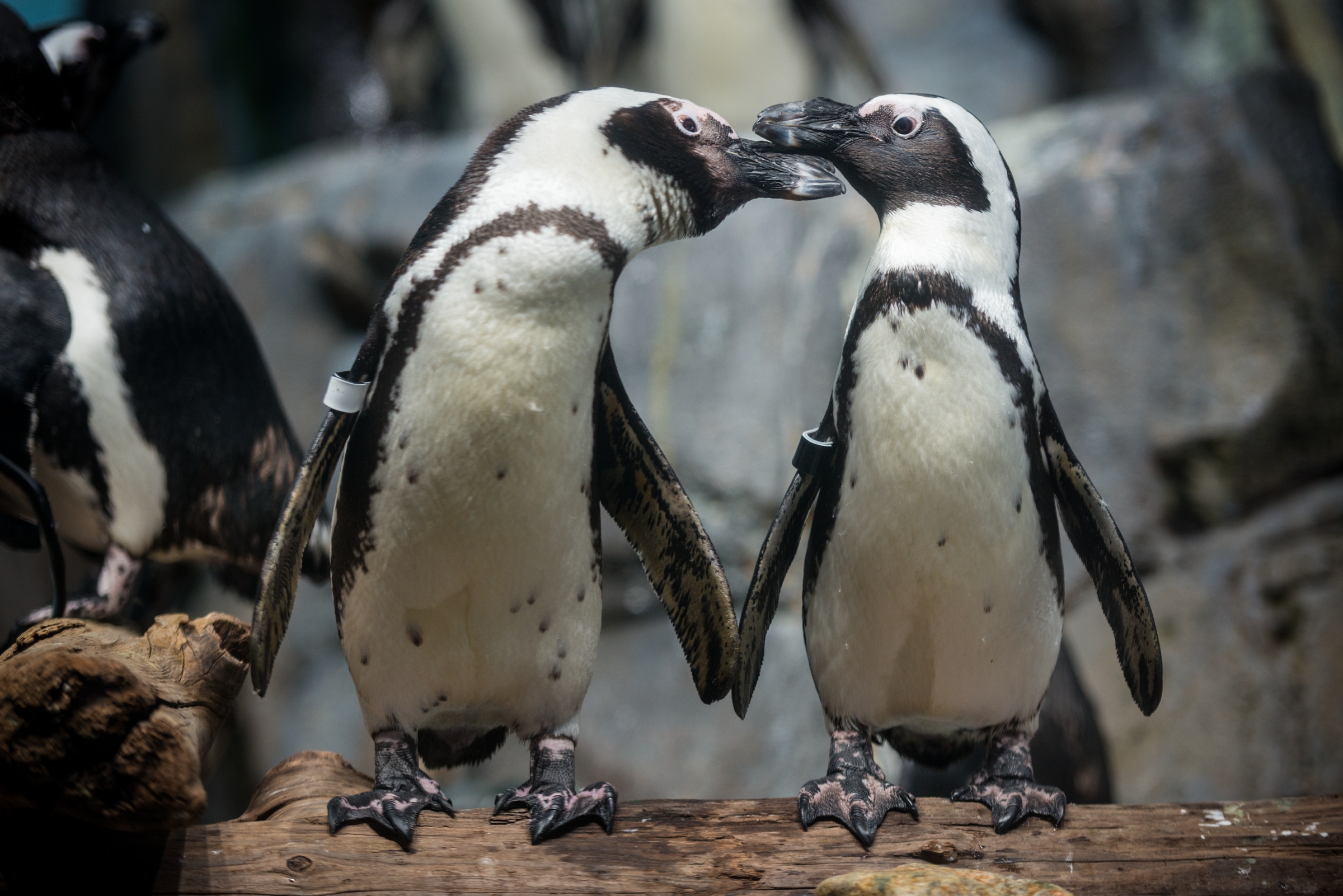 Splash Zone & Penguins exhibit | Image gallery | Monterey Bay Aquarium