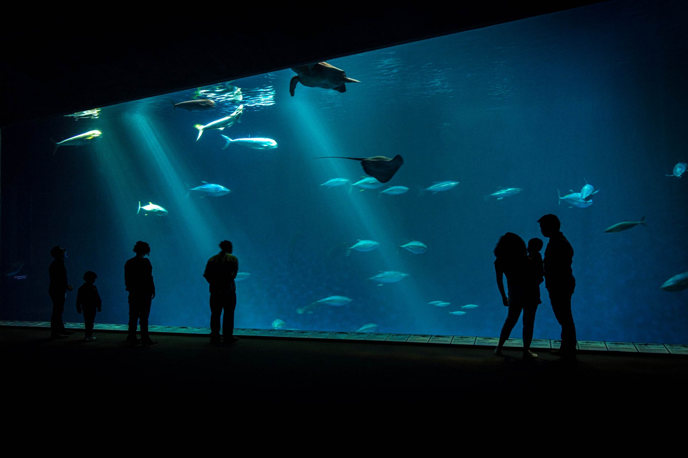 Visitors Image gallery Monterey Bay Aquarium