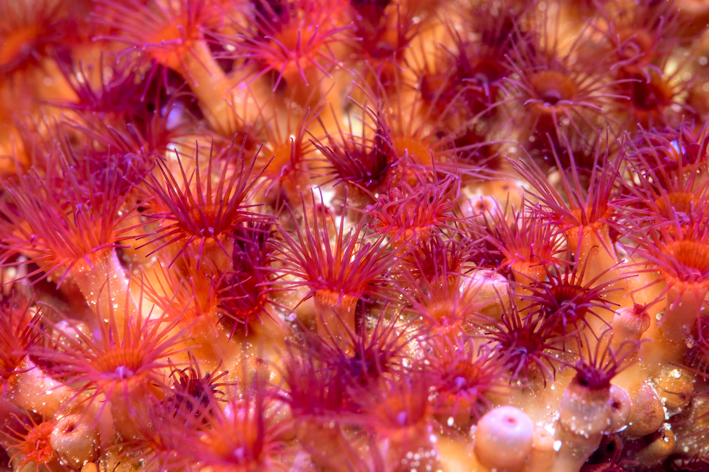 Red encrusting polyps | Wallpapers | Monterey Bay Aquarium