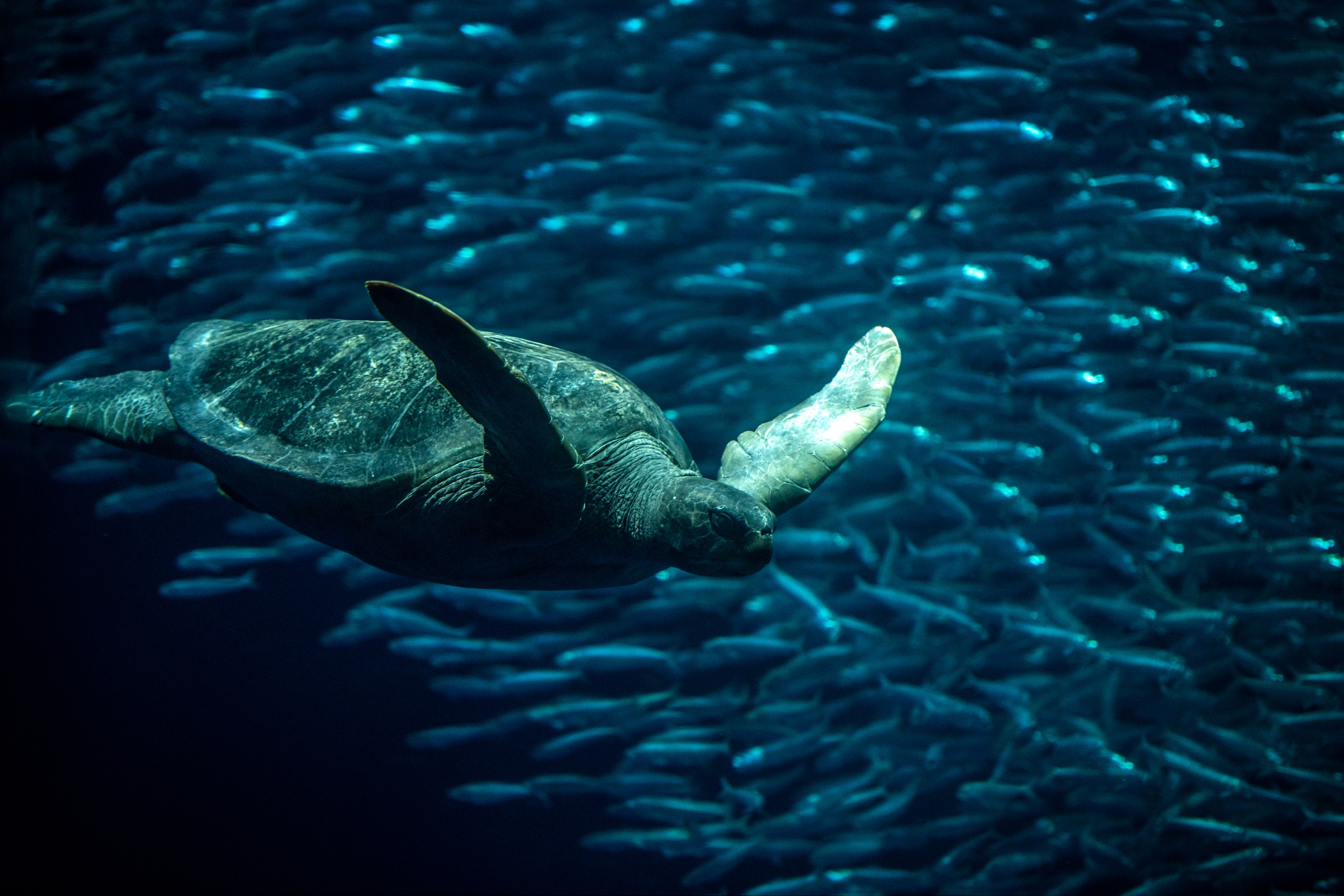 Exhibit descriptions | Monterey Bay Aquarium media kit | Newsroom