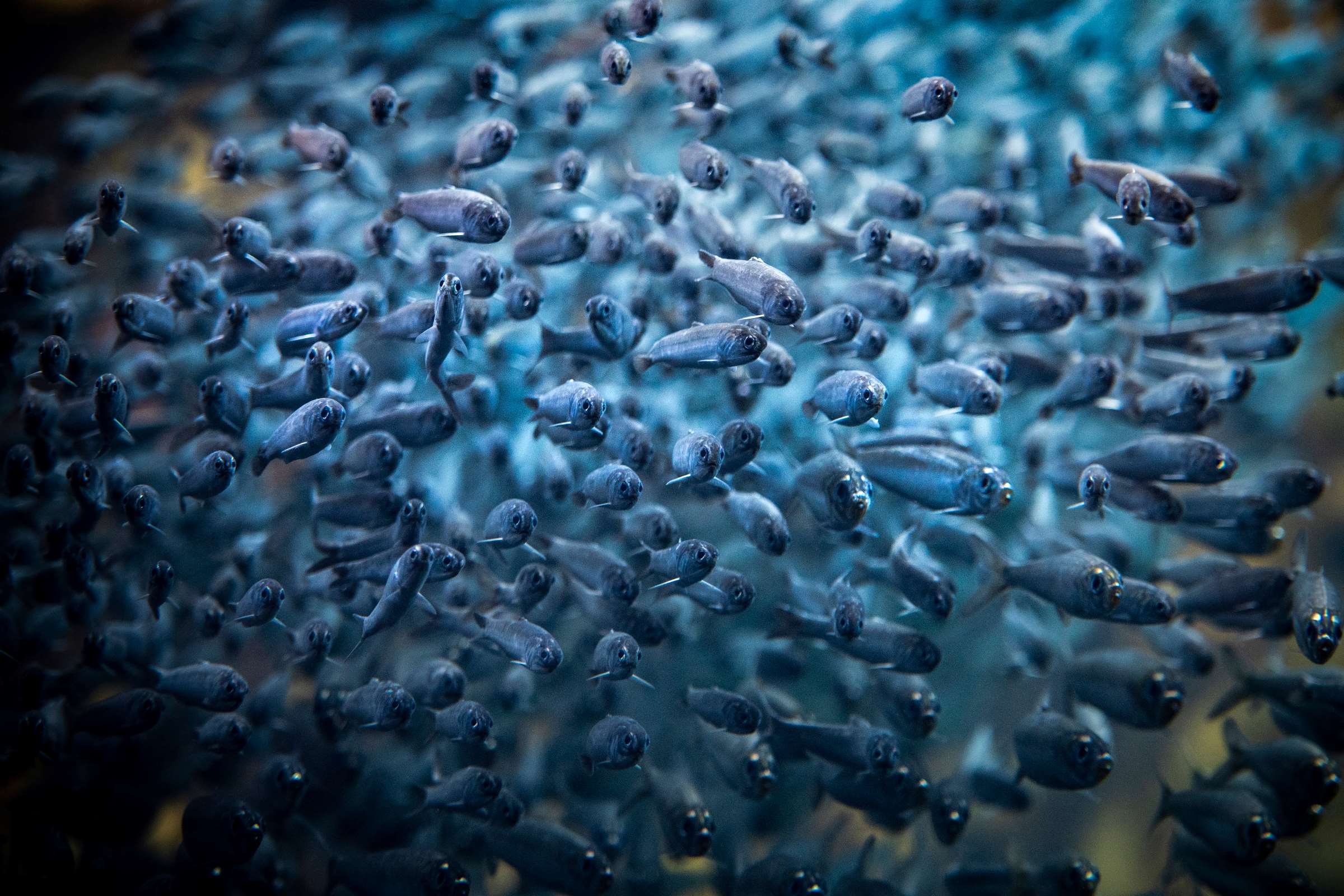 Job opportunities Monterey Bay Aquarium