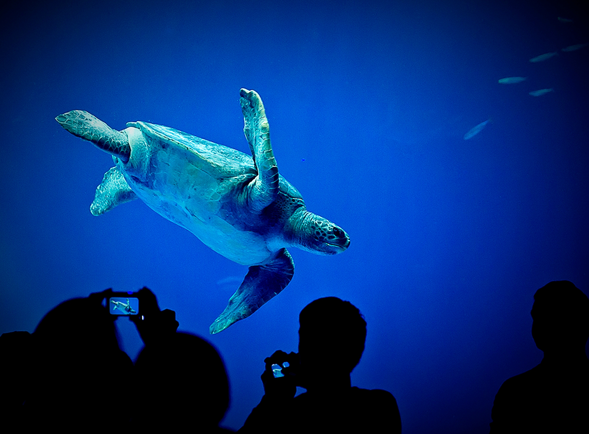 Business memberships Monterey Bay Aquarium