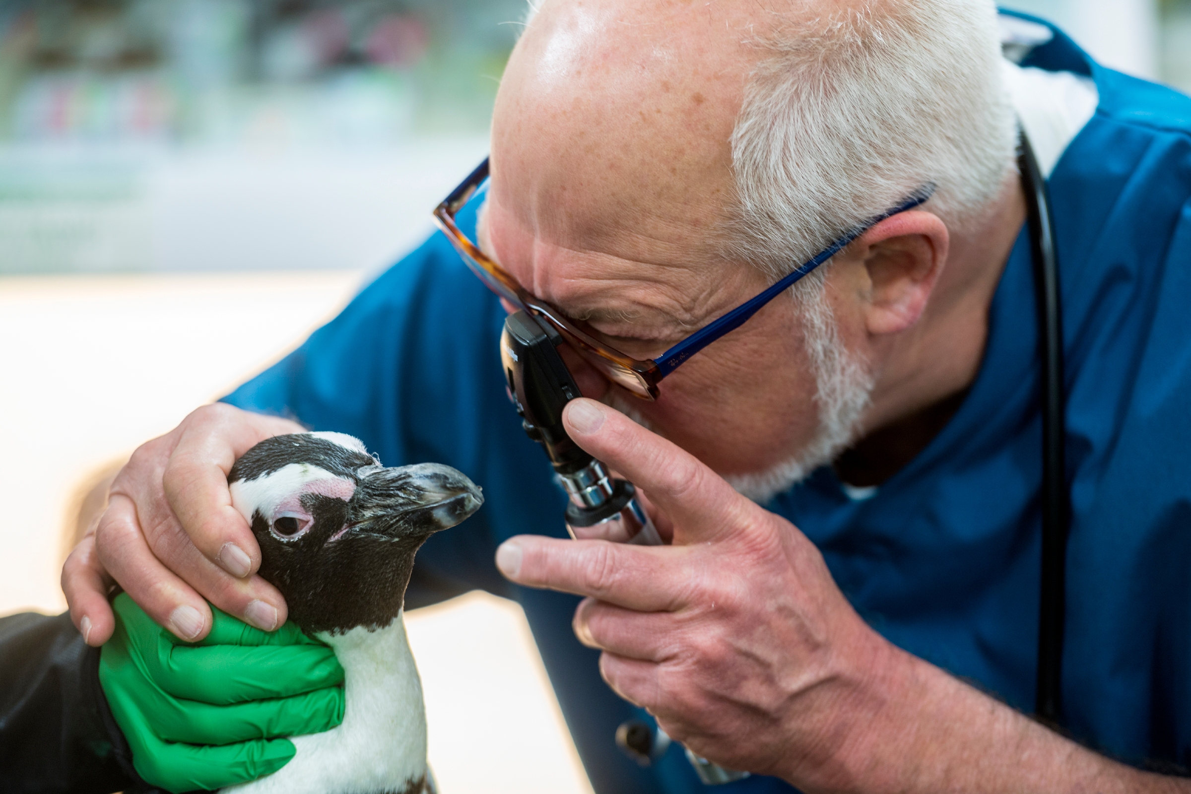 The doctor will see you now Stories Monterey Bay Aquarium