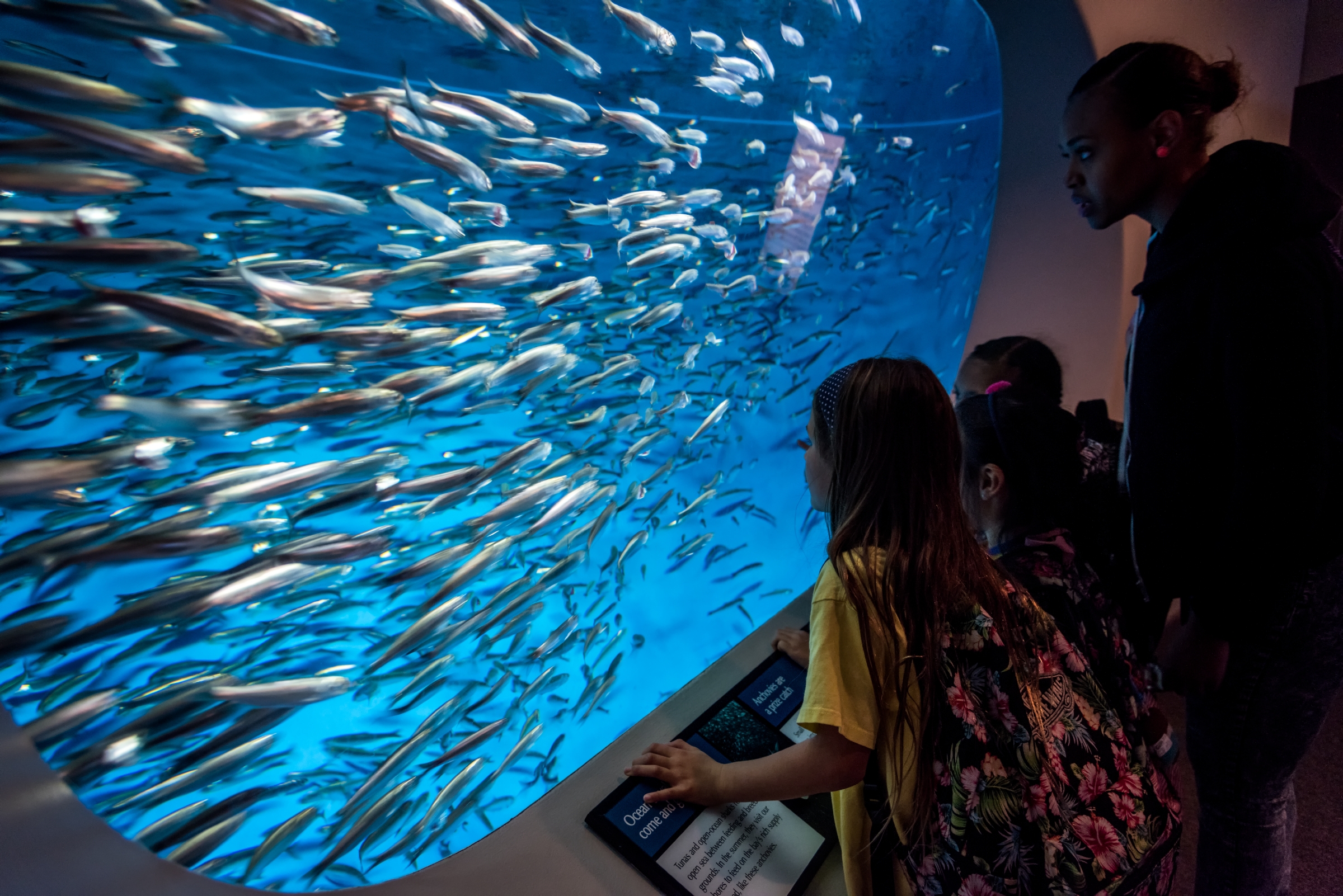 virtual aquarium field trip for preschoolers virtual aquarium field trip for preschoolers