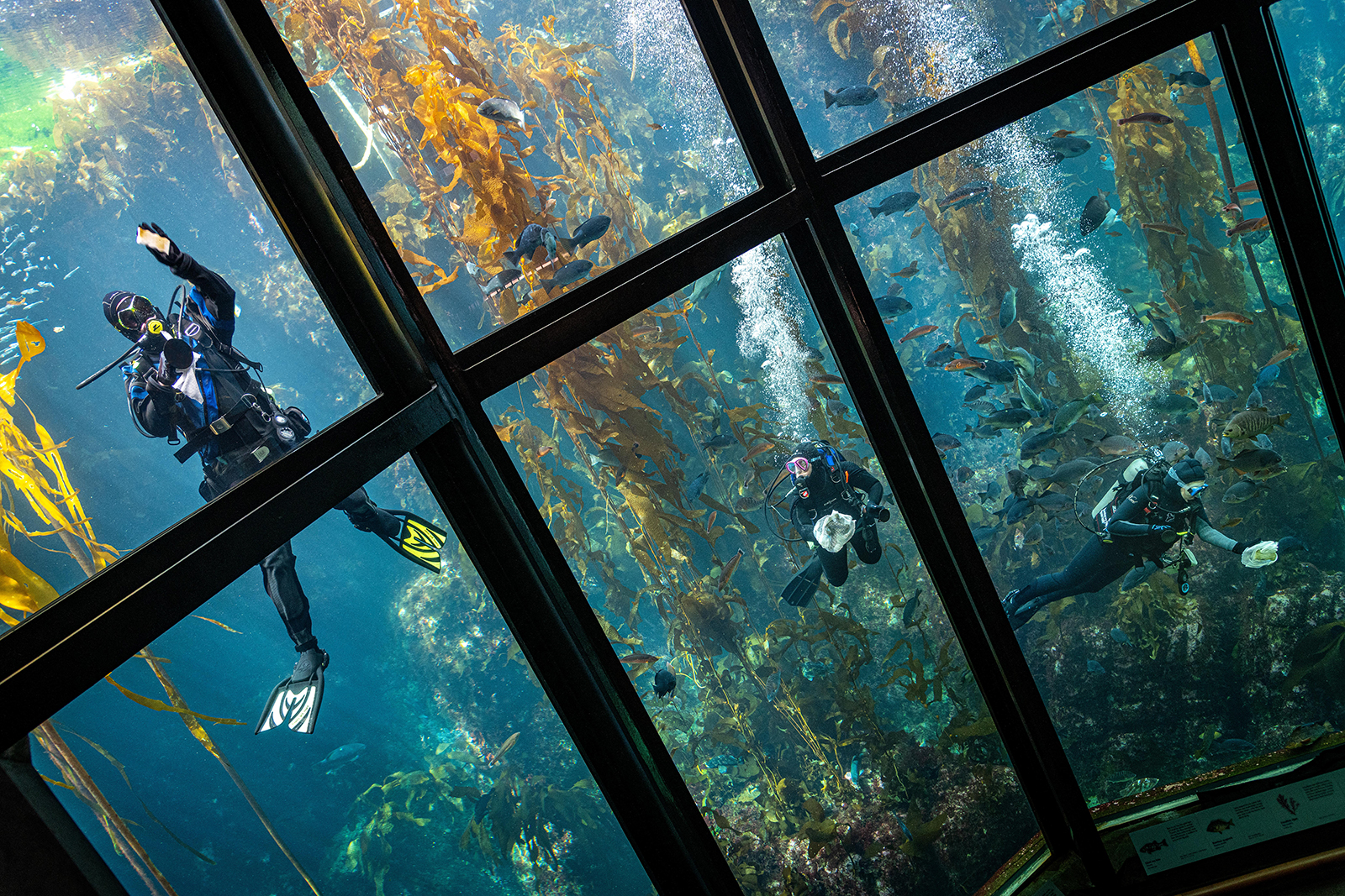 2021 Volunteer Appreciation Monterey Bay Aquarium