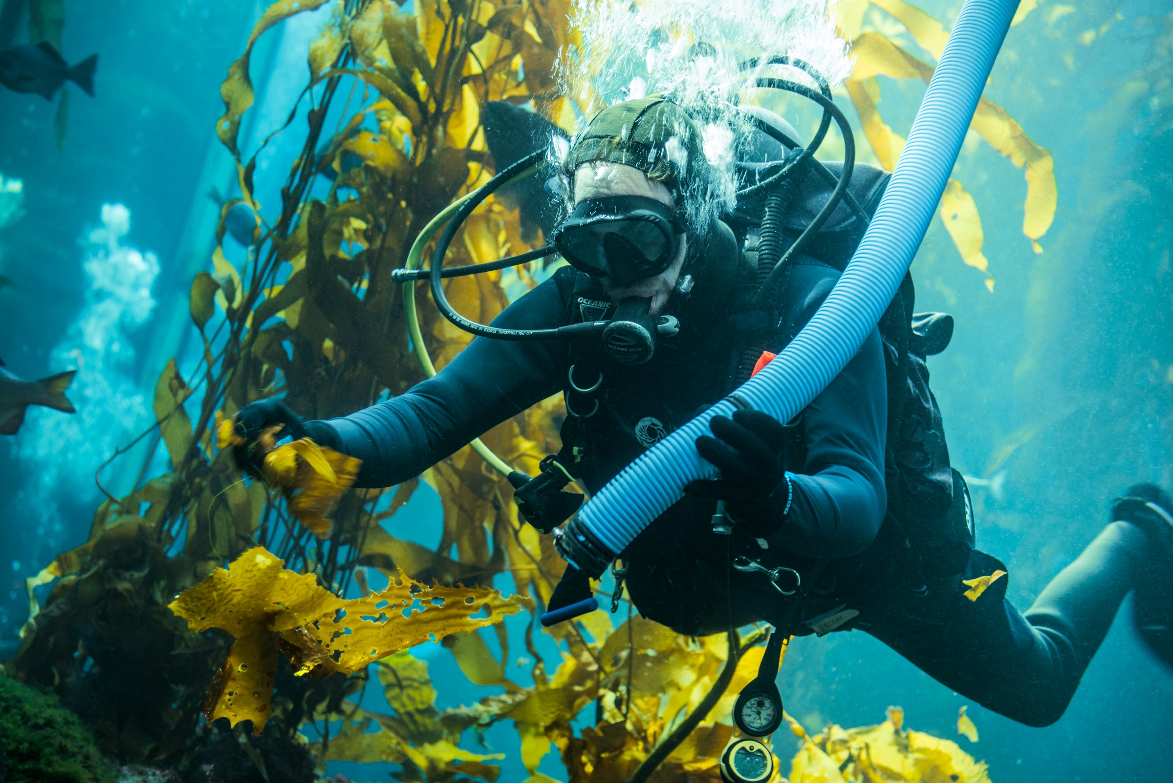Dive volunteer Monterey Bay Aquarium