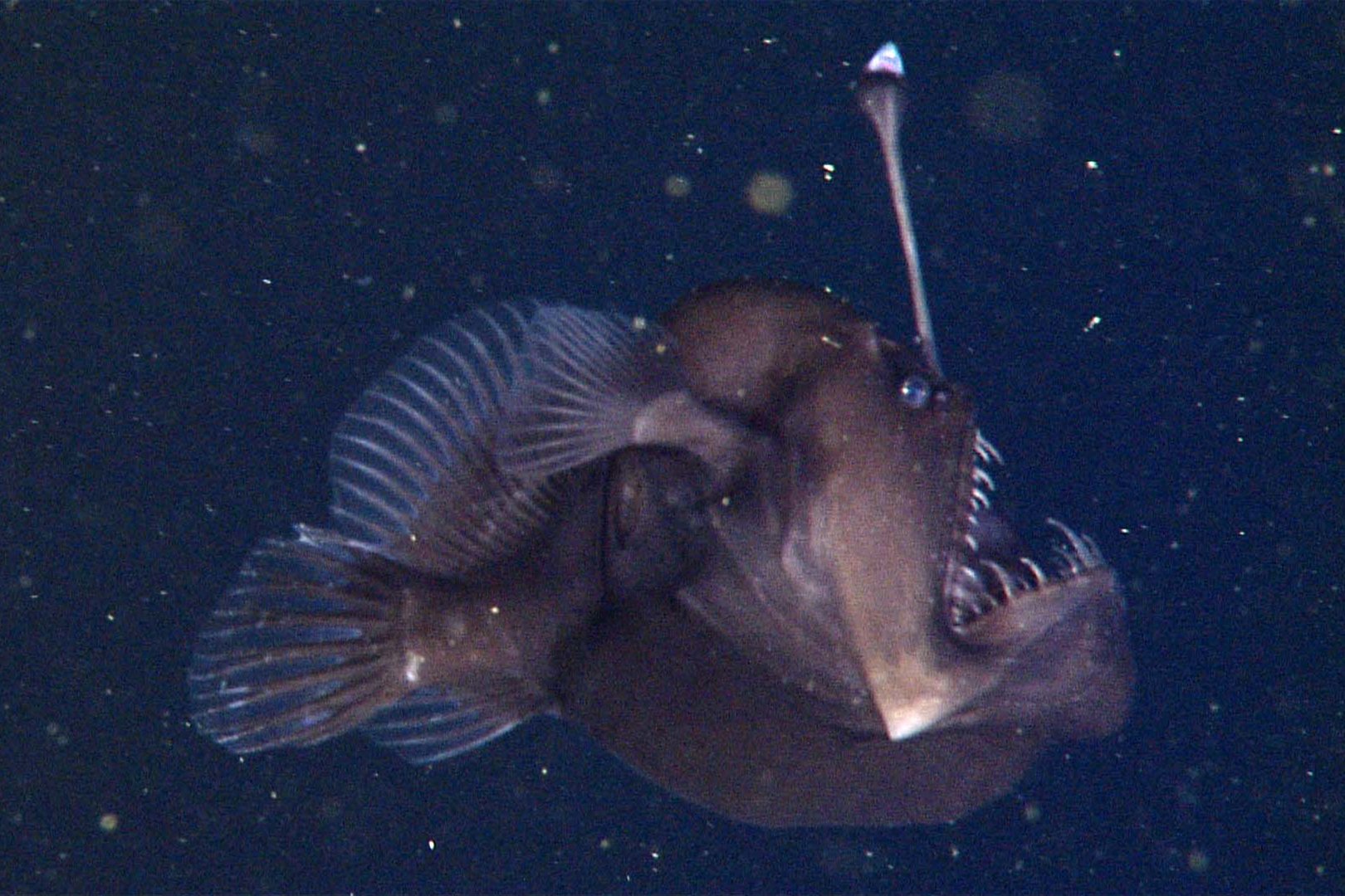 Pez diablo negro del mar Animales Monterey Bay Aquarium