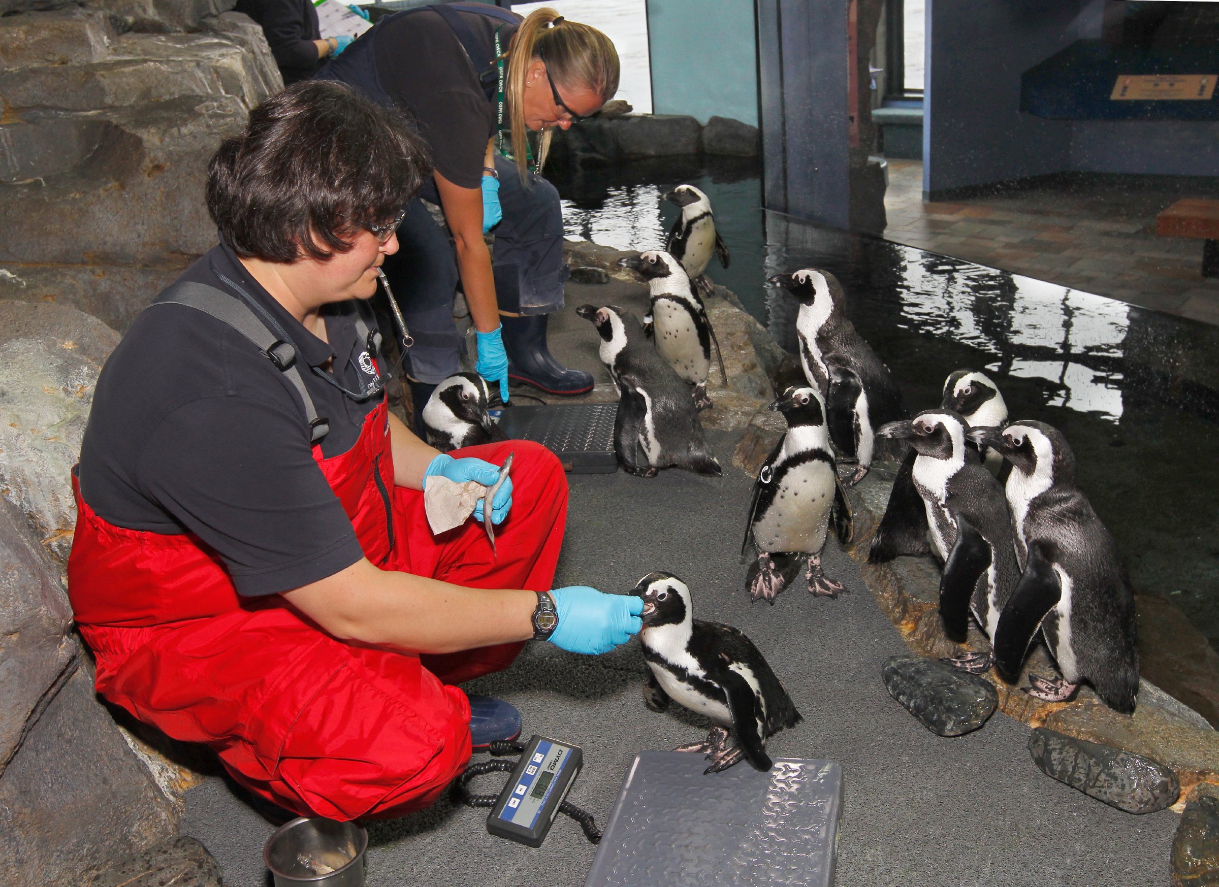 Feed the Penguins Feed the Penguins