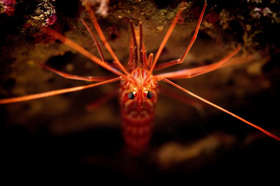 Spider Shrimp