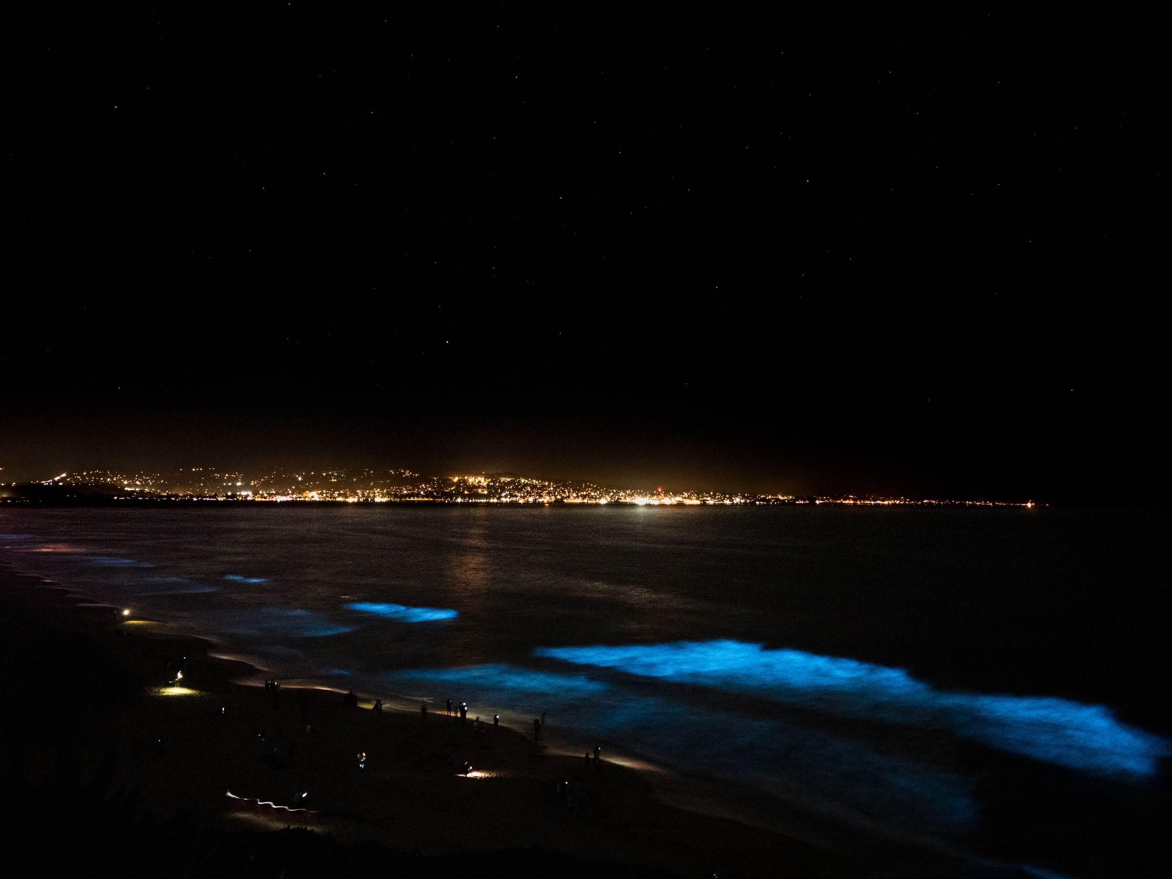 The magic of bioluminescence Stories Monterey Bay Aquarium