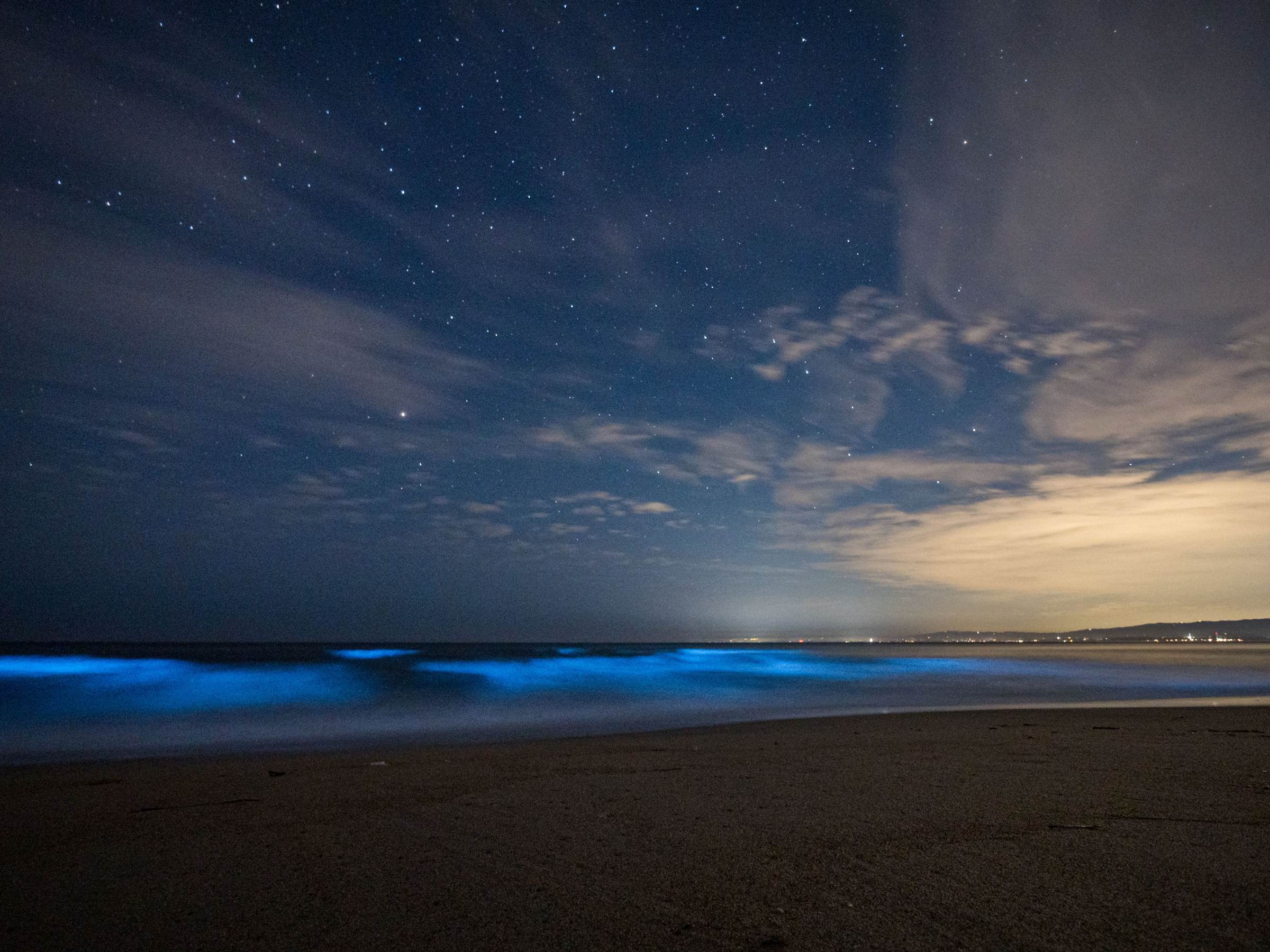 The magic of bioluminescence Stories Monterey Bay Aquarium