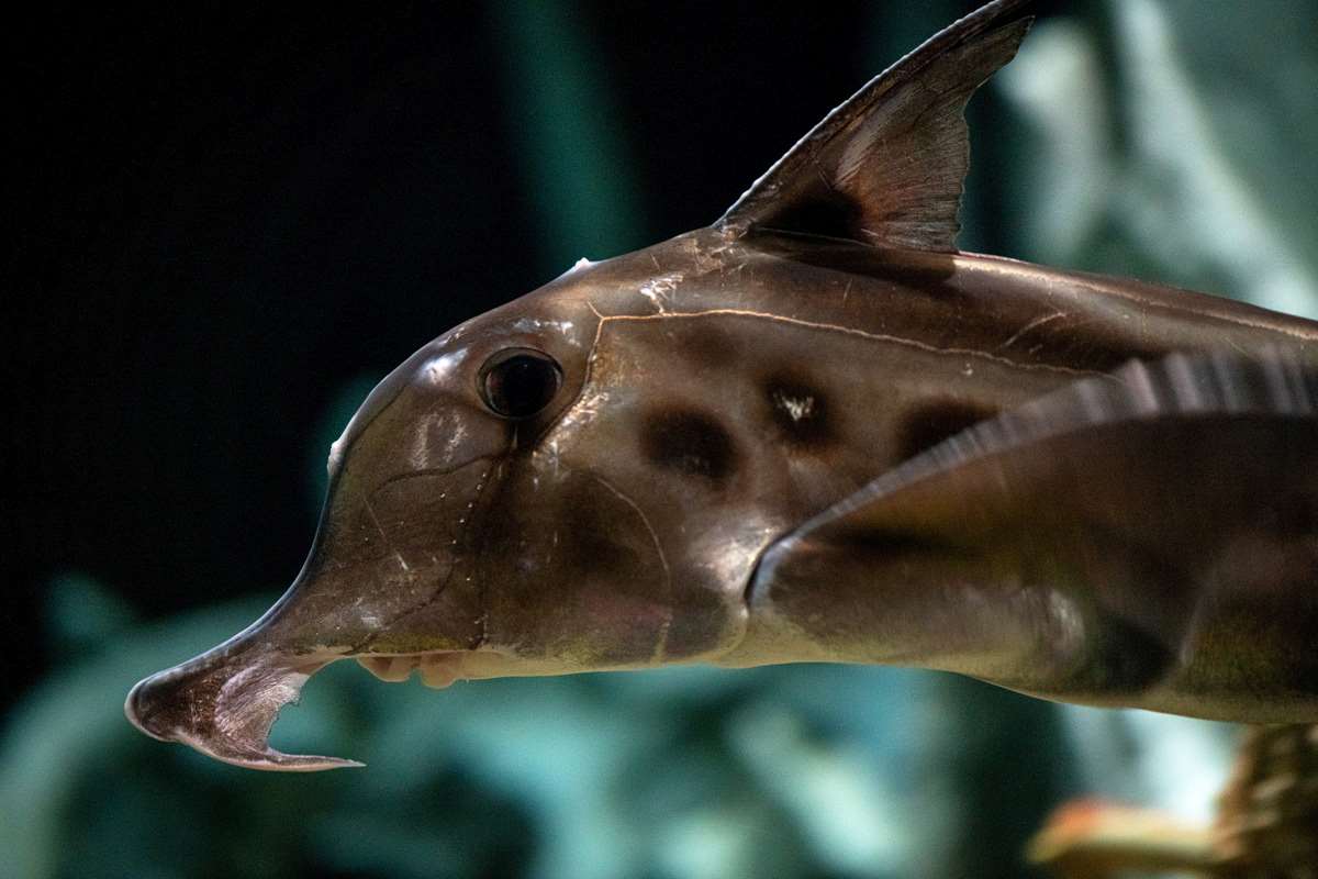The elephant fish in the room | Stories | Monterey Bay Aquarium