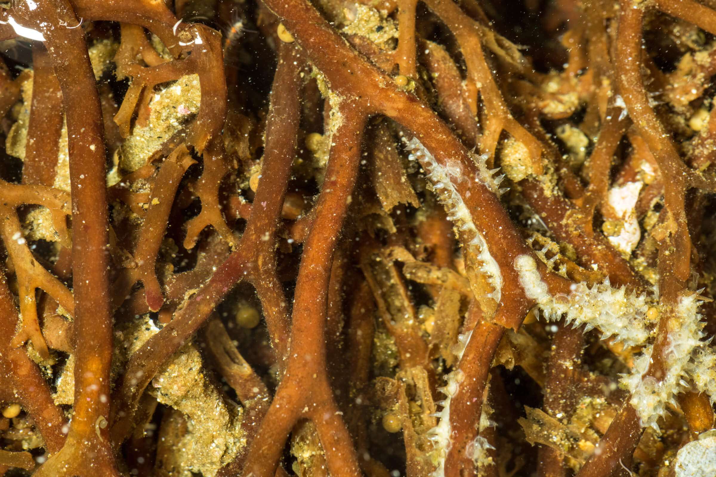 Kelp, eelgrass, and oyster beds three superpowered ecosystems