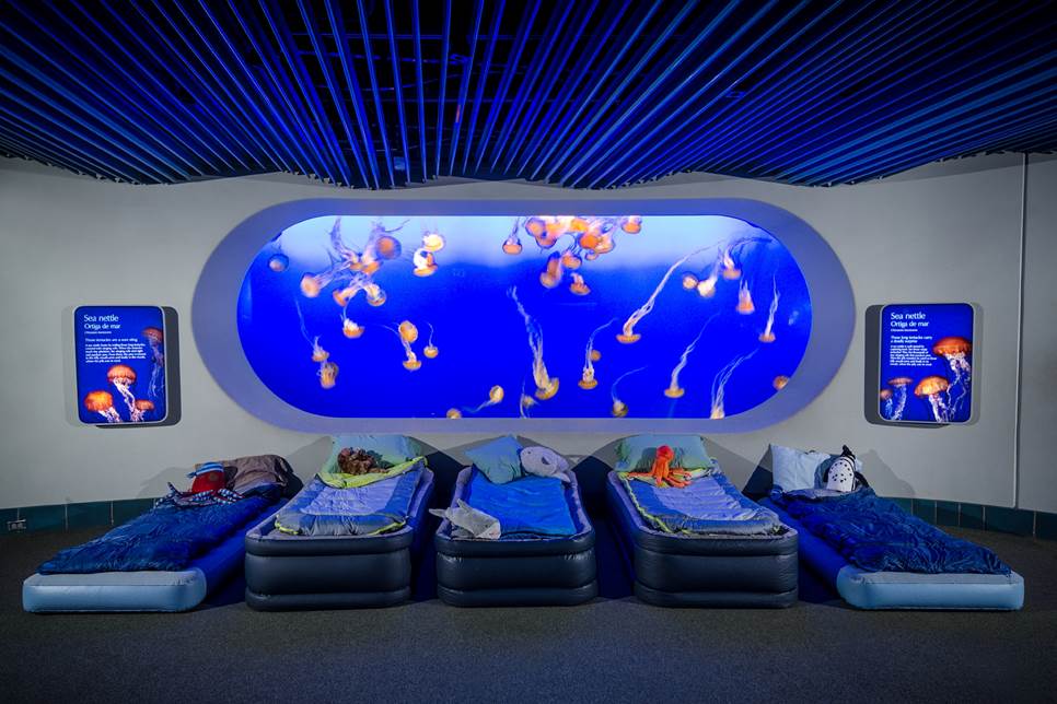 Sleepovers - Sleepover Jellies Tr15 165 Sleepovers - Sleepover Jellies Tr15 165