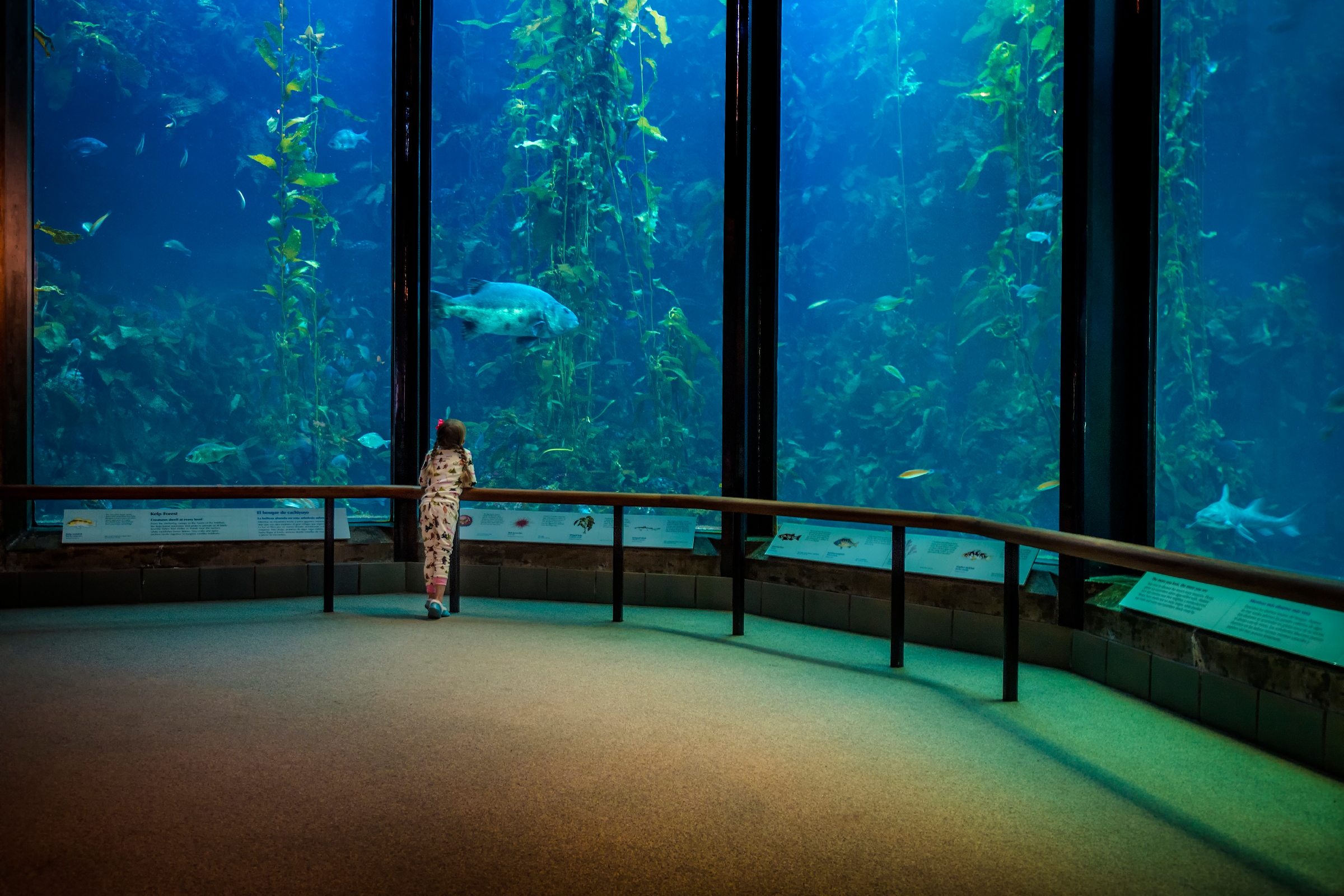 Sleepovers Monterey Bay Aquarium