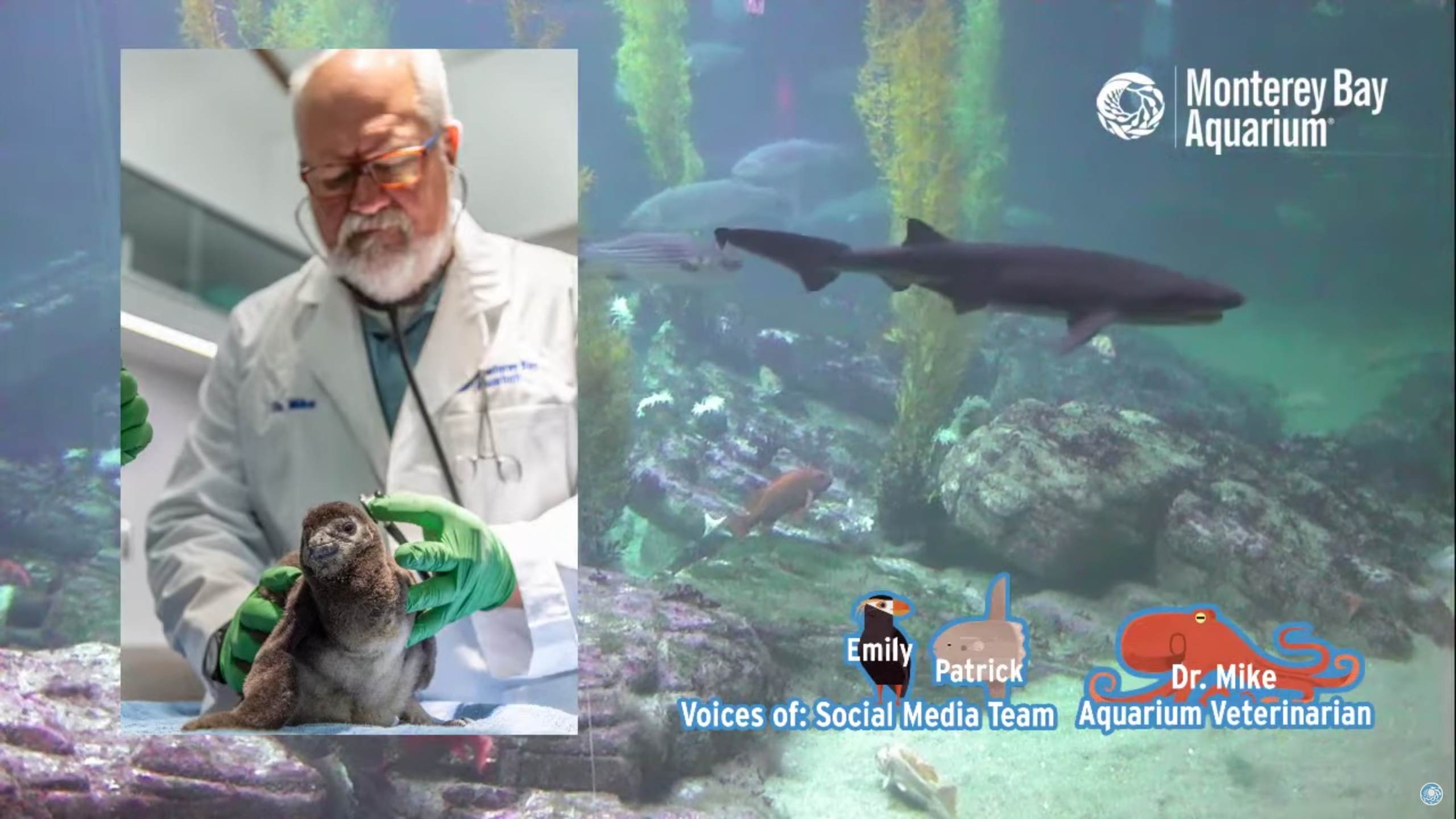 The doctor will see you now Stories Monterey Bay Aquarium