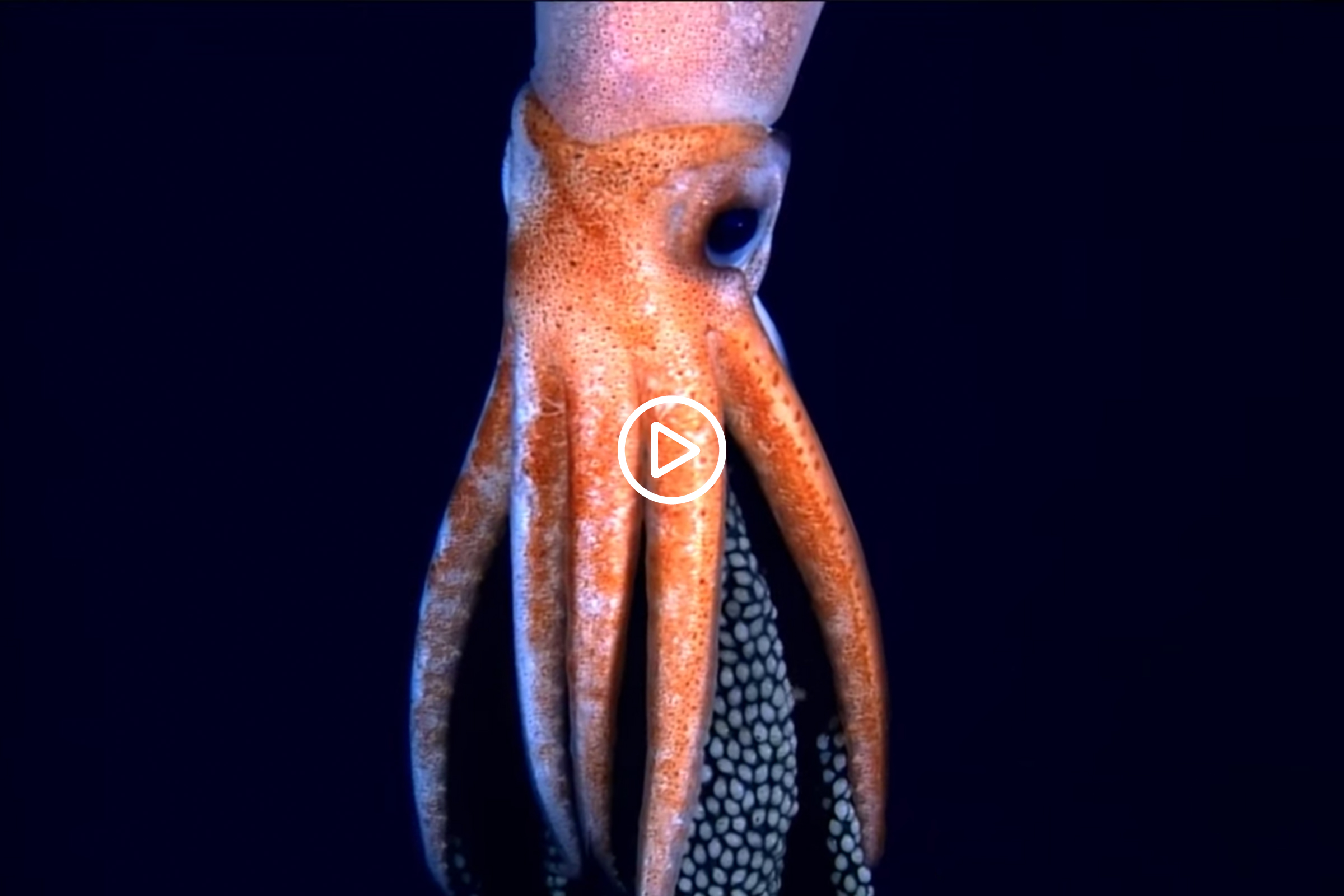Discover the deep with a squid scientist