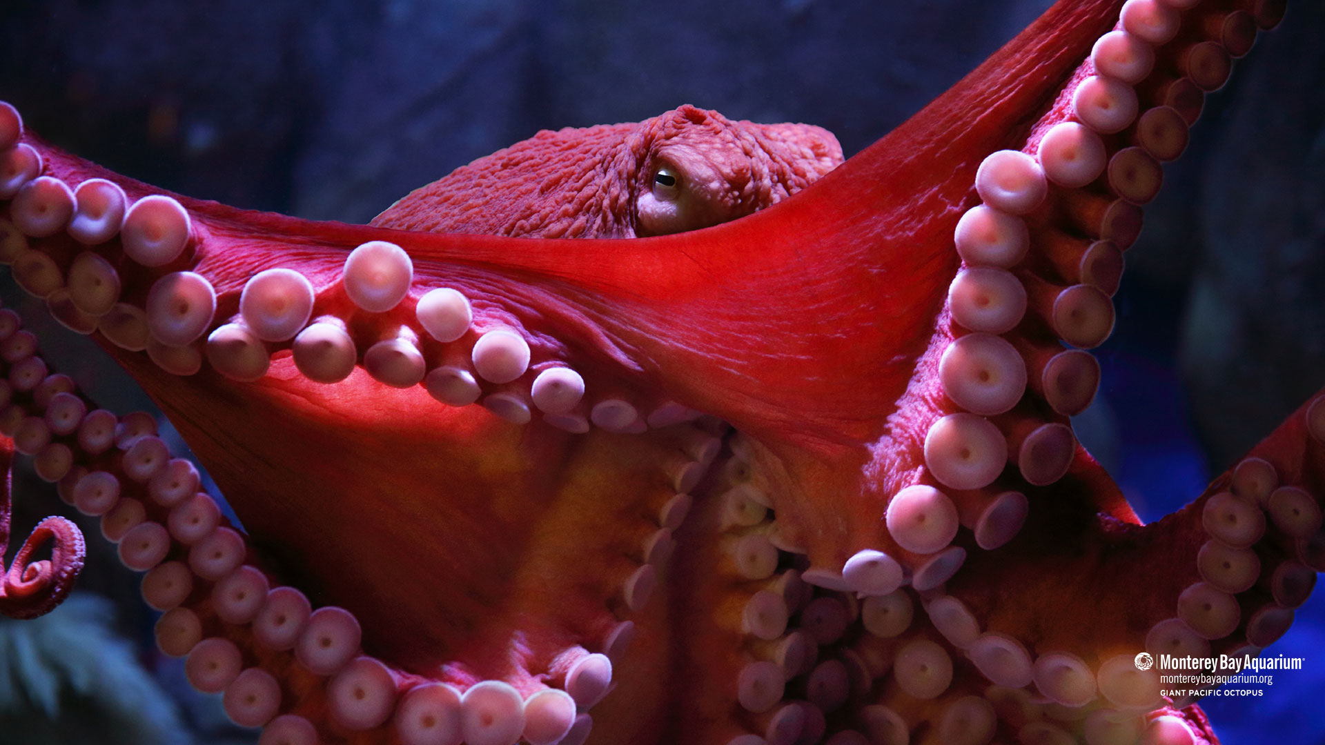 Download Octopus wallpapers for mobile phone free Octopus HD pictures