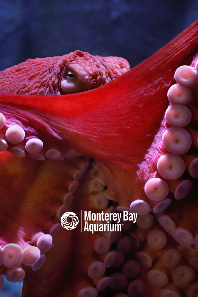 Giant Pacific octopus wallpaper from the Monterey Bay Aquarium