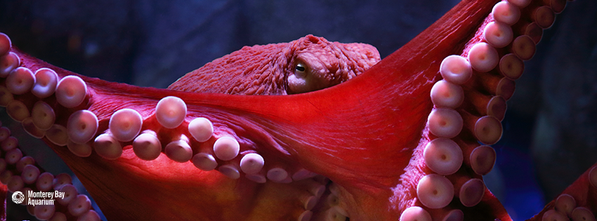 octopus android home screen octopus android home screen