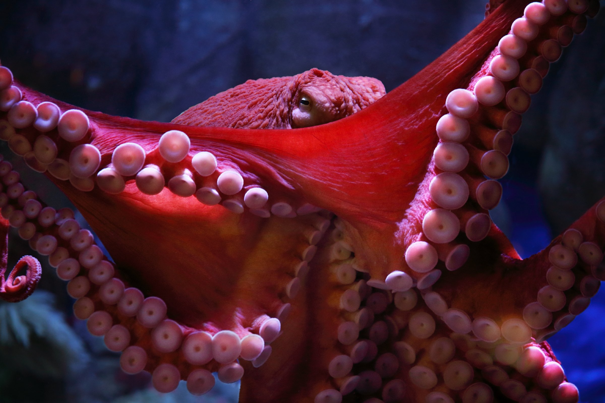 Giant Pacific octopus wallpaper from the Monterey Bay Aquarium