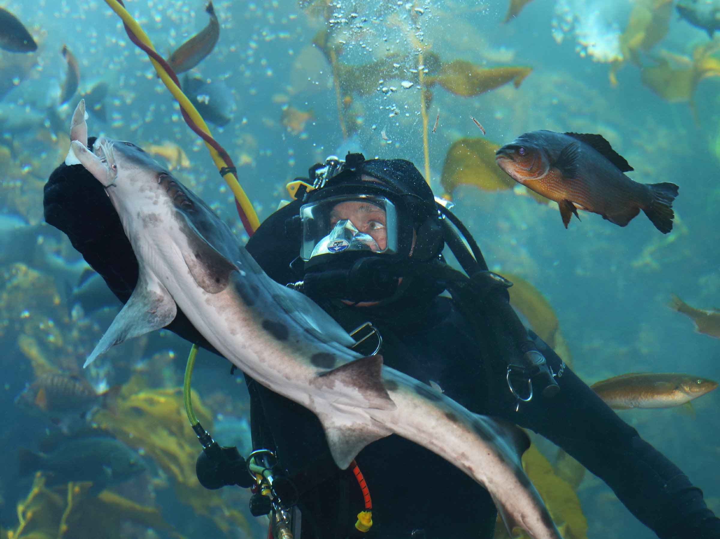 Aquarium shark best sale food