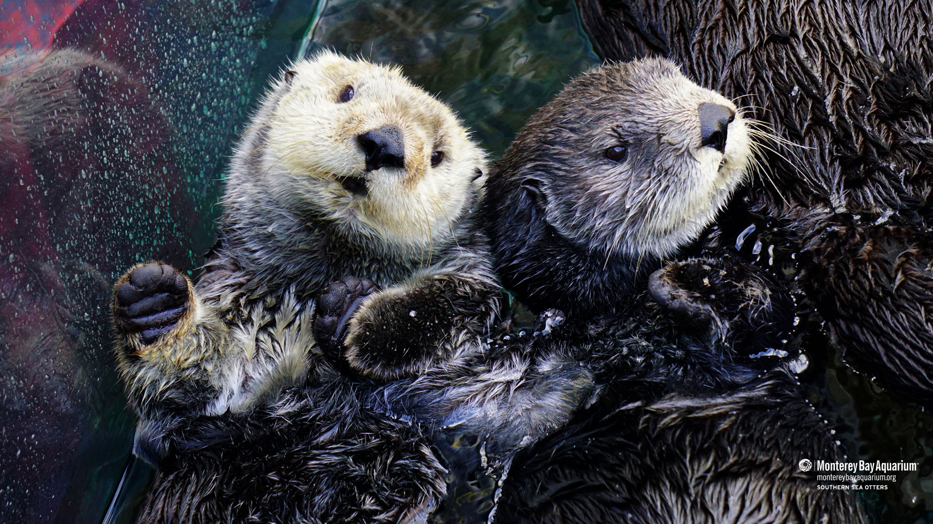 Explore stunning Sea otter background images for free