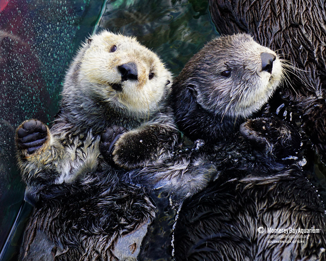 Southern sea otters | Wallpapers | Monterey Bay Aquarium