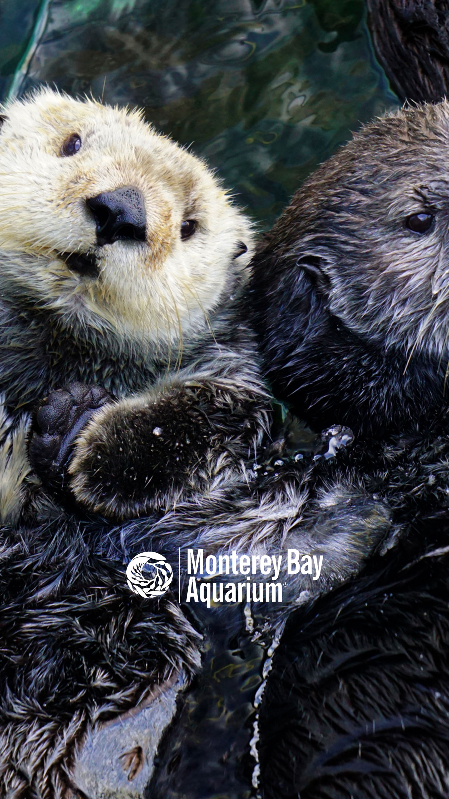 Southern sea otters | Wallpapers | Monterey Bay Aquarium