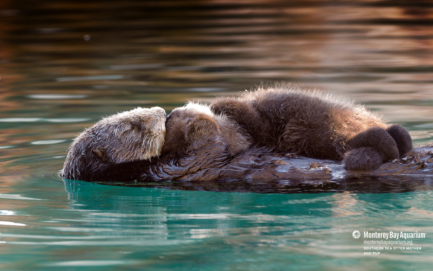 Southern sea otter mother and pup | Wallpapers | Monterey Bay Aquarium