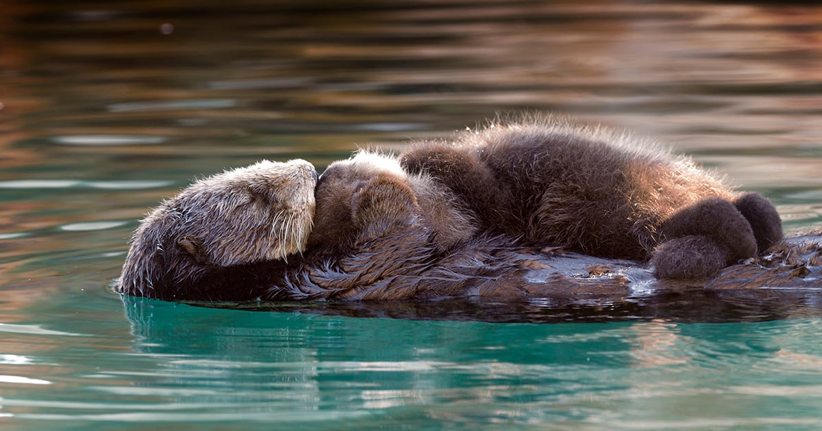 Southern sea otter mother and pup | Wallpapers | Monterey Bay Aquarium