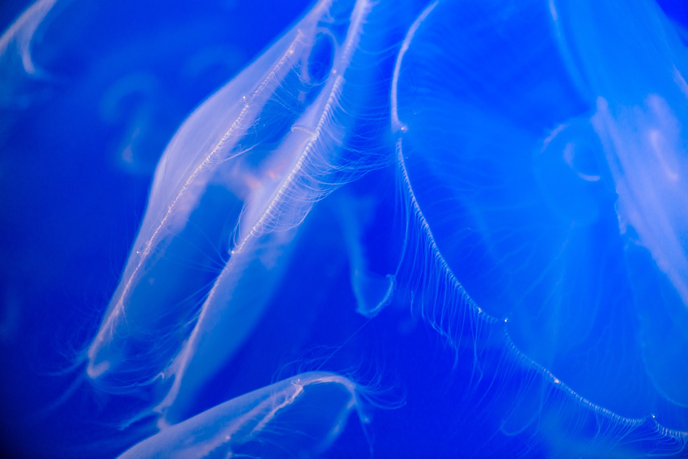 Moon Jelly | Live cam | Monterey Bay Aquarium
