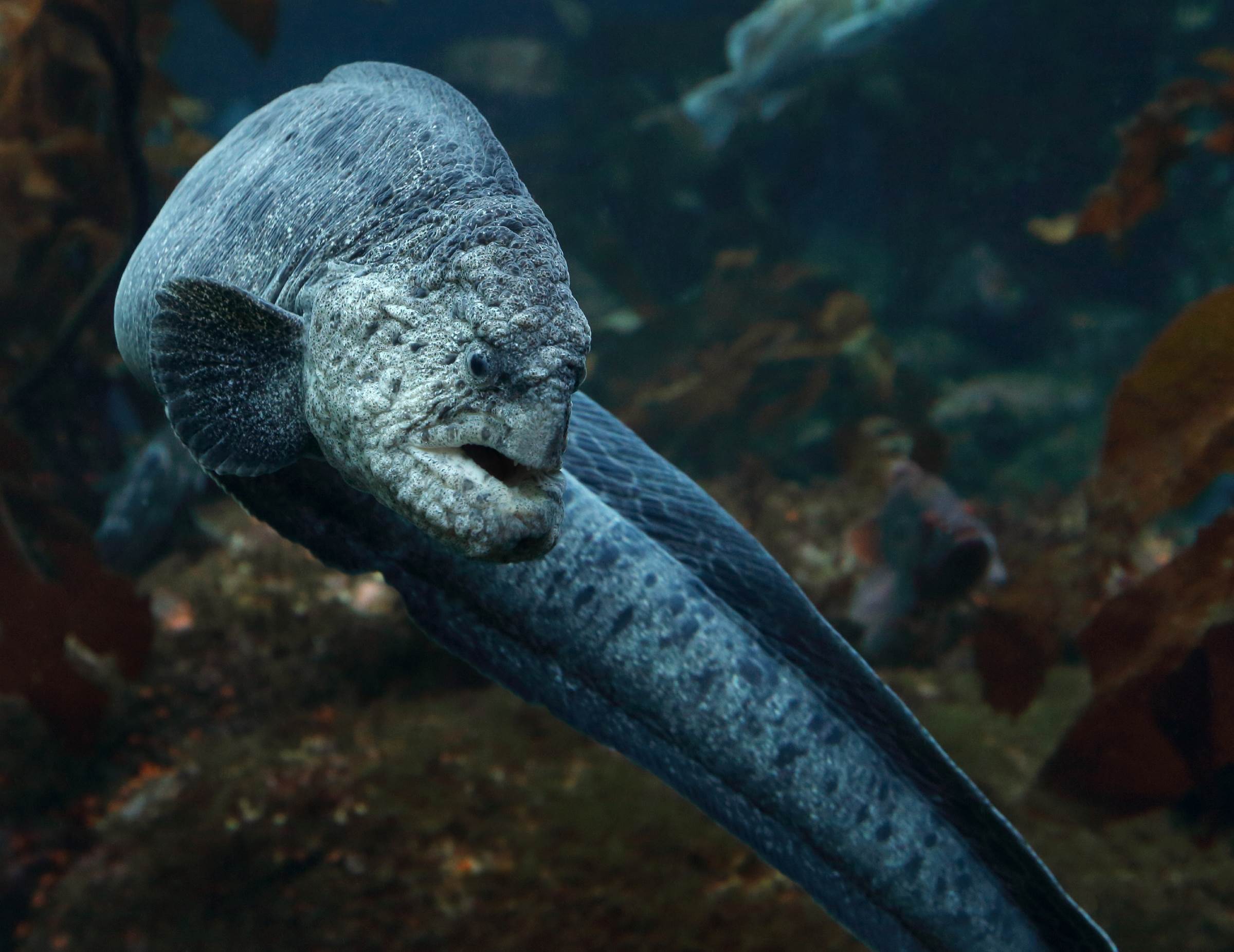 Wolf-eel | Wallpapers | Monterey Bay Aquarium