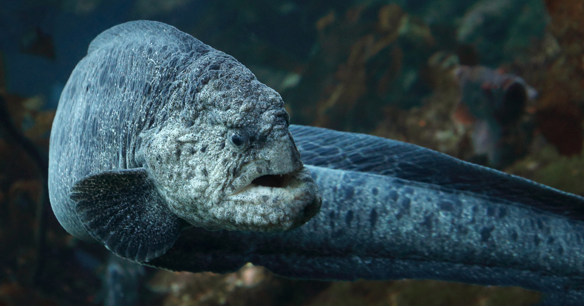 Wolf-eel | Wallpapers | Monterey Bay Aquarium