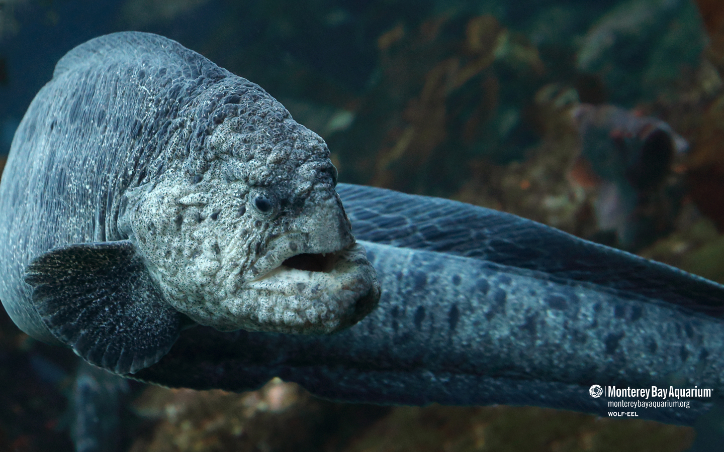 Wolf-eel | Wallpapers | Monterey Bay Aquarium