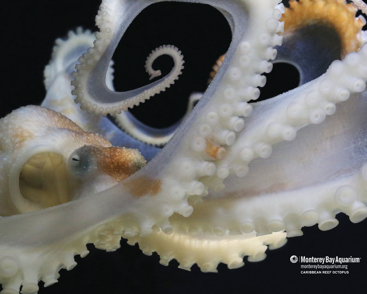 Caribbean reef octopus Wallpapers Monterey Bay Aquarium