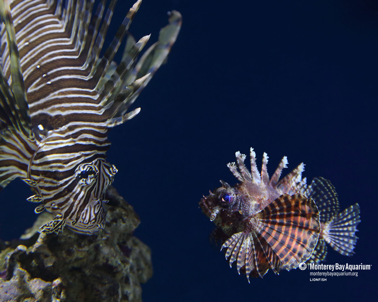 Lionfish | Wallpapers | Monterey Bay Aquarium