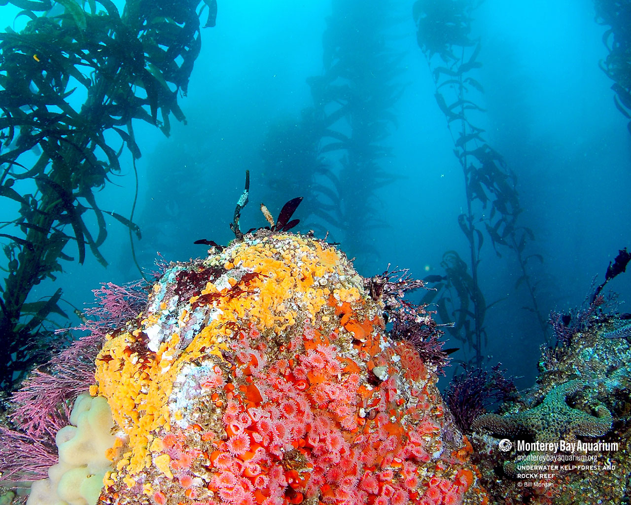 Underwater Kelp Forest And Rocky Reef Wallpapers Monterey Bay