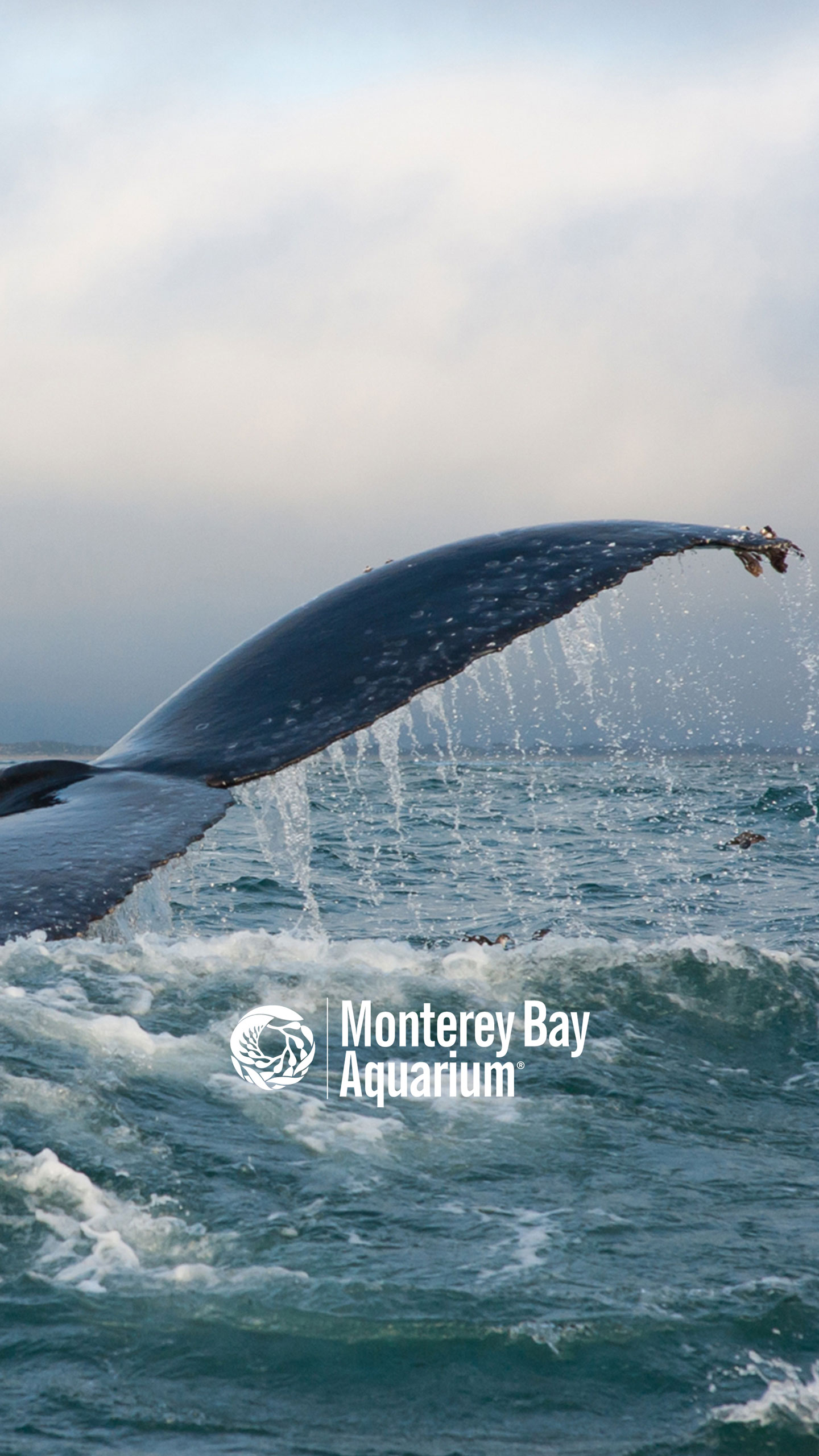 Humpback Whale Tail Wallpapers Monterey Bay Aquarium