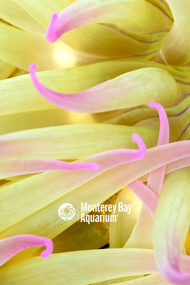 Aggregating Anemone Wallpapers Monterey Bay Aquarium