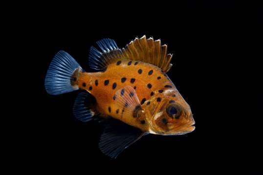 Sea toad | Animals | Monterey Bay Aquarium