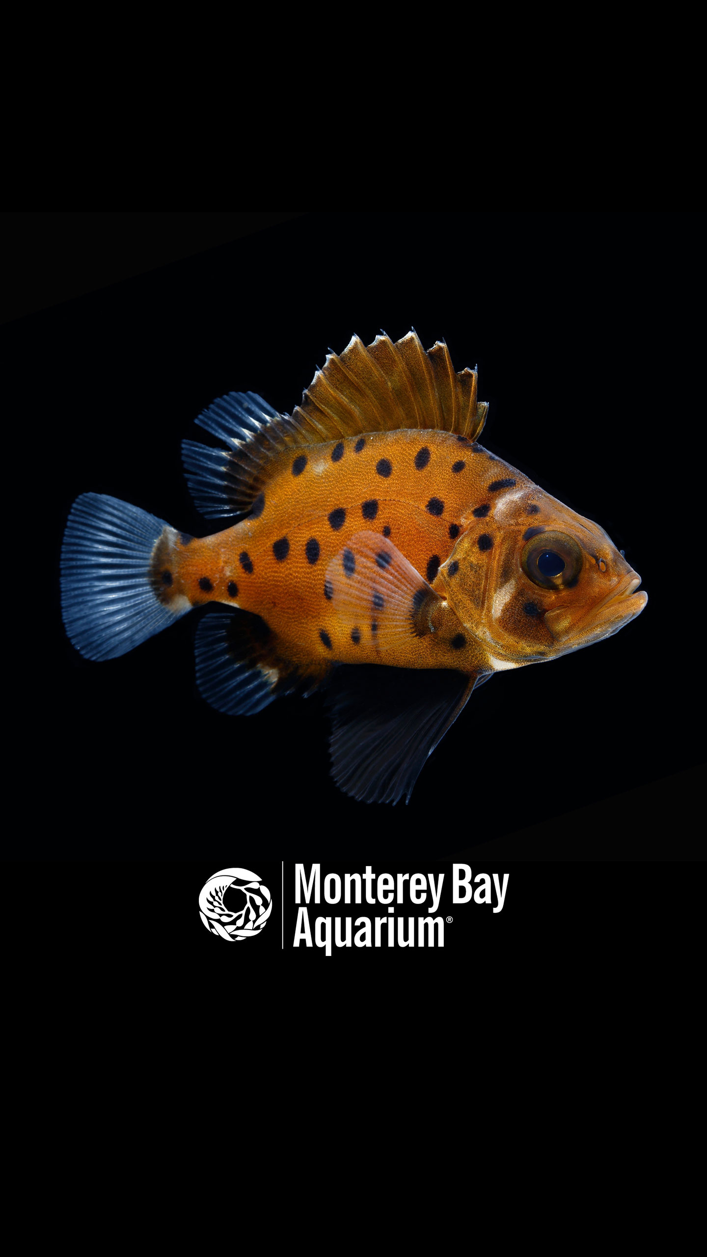 Giant sea bass Wallpapers Monterey Bay Aquarium