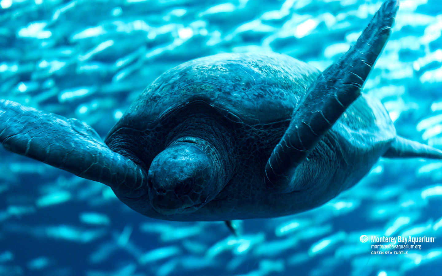 Green turtle | Wallpapers | Monterey Bay Aquarium Green turtle | Wallpapers | Monterey Bay Aquarium