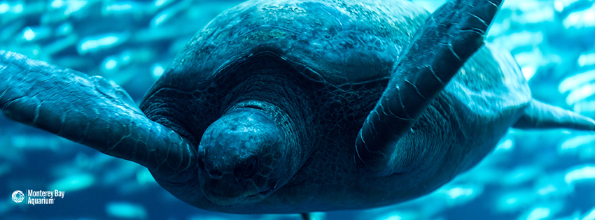 Green turtle | Wallpapers | Monterey Bay Aquarium
