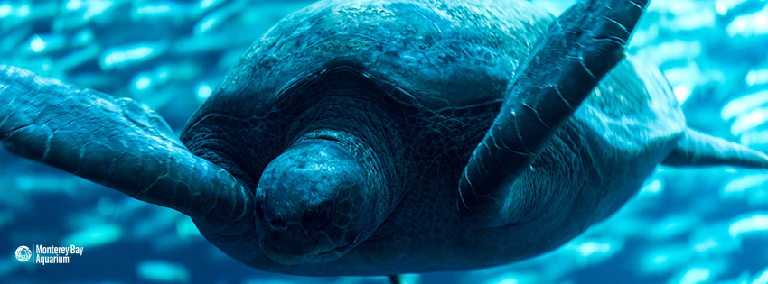 Green turtle | Wallpapers | Monterey Bay Aquarium Green turtle | Wallpapers | Monterey Bay Aquarium